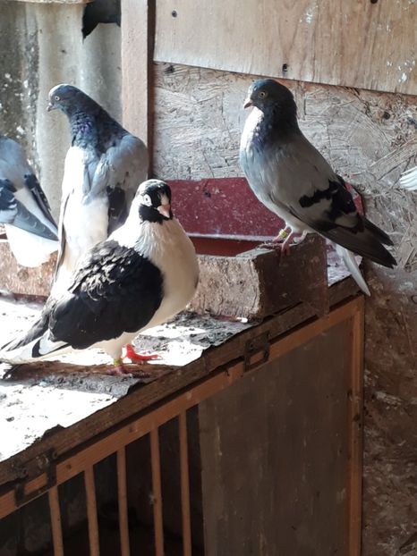  - De vanzare viorii codalbi 2018