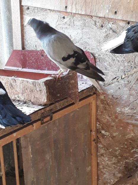  - De vanzare viorii codalbi 2018