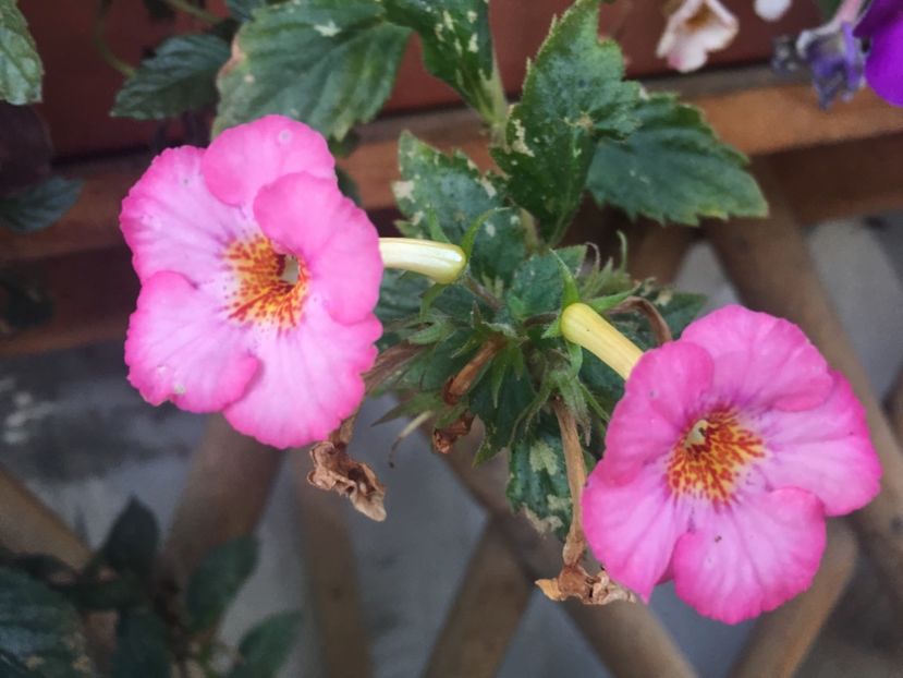 Rozi Roza - Achimenes 2018