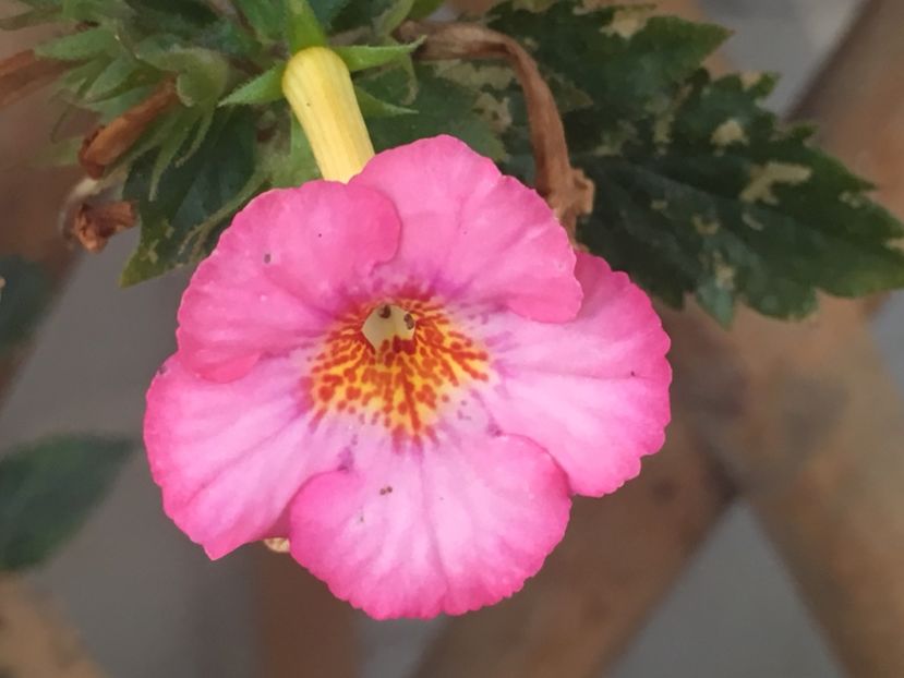 Rozi Roza - Achimenes 2018