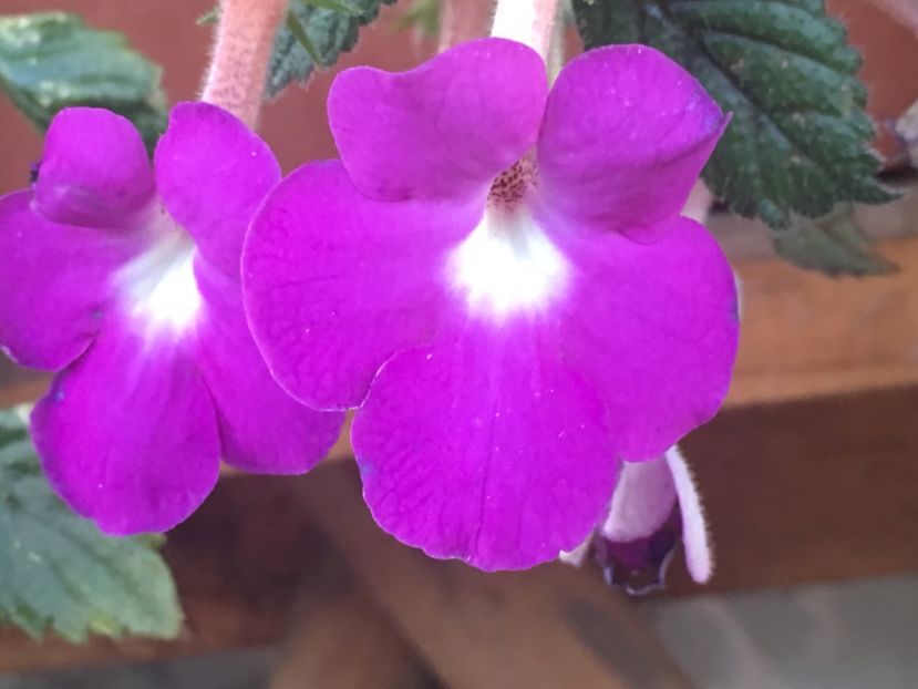 Patens Major - Achimenes 2018