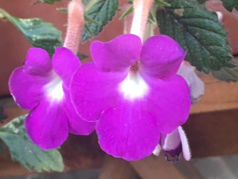 Patens Major - Achimenes 2018