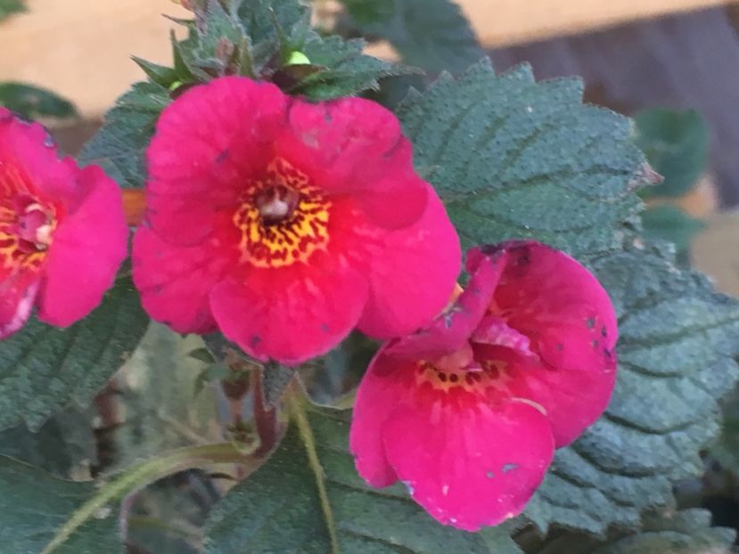 Hard to Get - Achimenes 2018