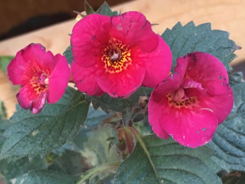 Hard to Get - Achimenes 2018