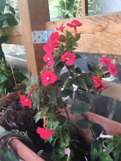 Stan's Delight - Achimenes 2018