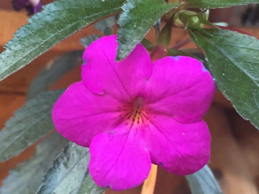 Mov Purpuriu - Achimenes 2018