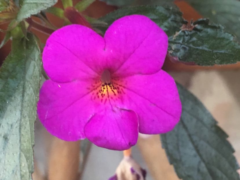 C576E0DB-C5AA-4A2E-A740-B740864196D6 - Achimenes 2018