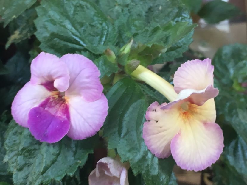 7BF0A094-B171-4599-B67A-07568C4DF0A6 - Achimenes 2018