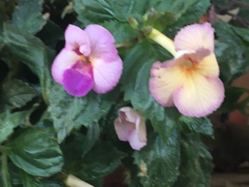14ECBE1B-FF73-4DA2-824F-91201A6AFEA8 - Achimenes 2018