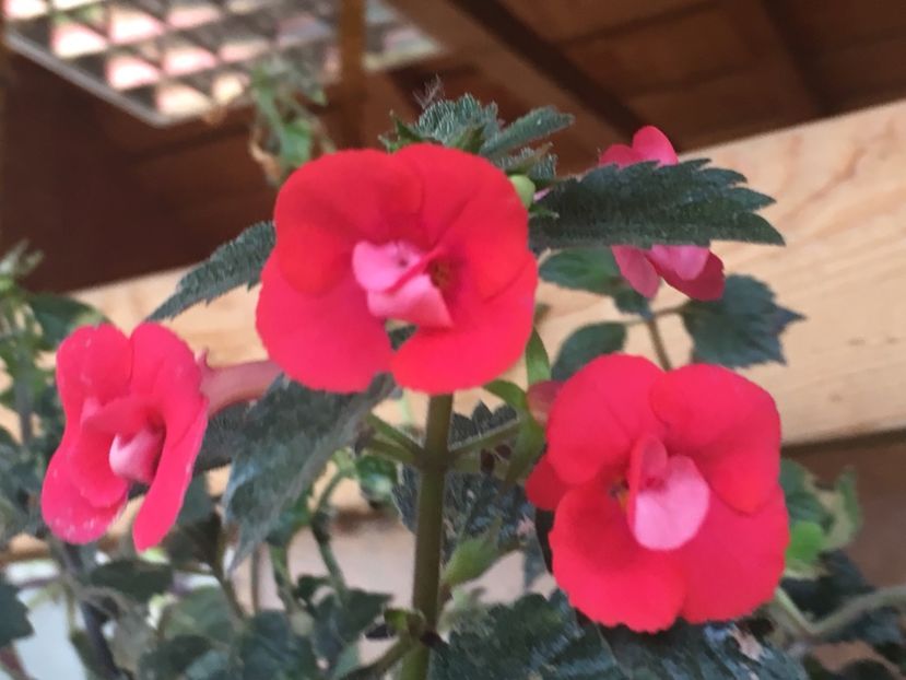 Stan’s Delight - Achimenes 2018