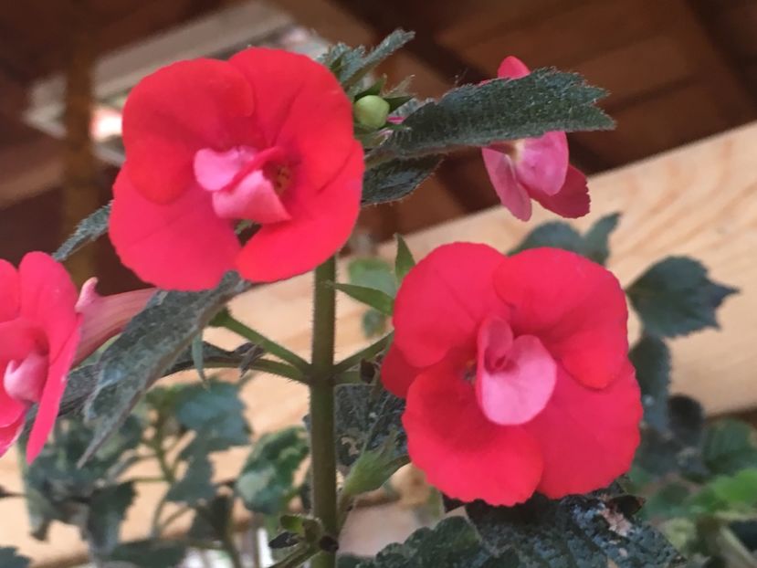 Stan’s Delight - Achimenes 2018