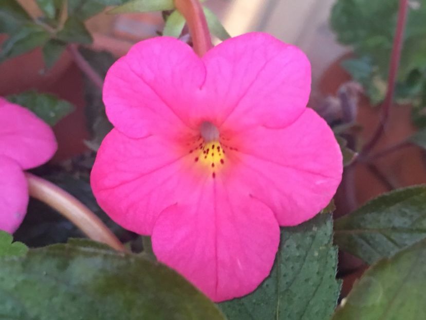 Charm - Achimenes 2018