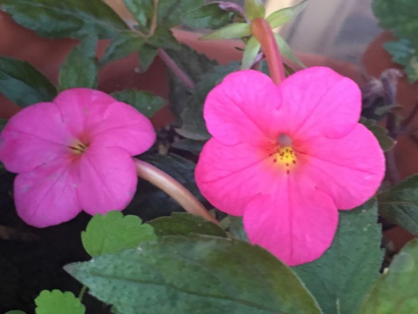 Charm - Achimenes 2018