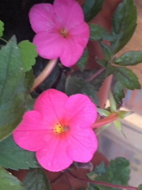 Charm - Achimenes 2018