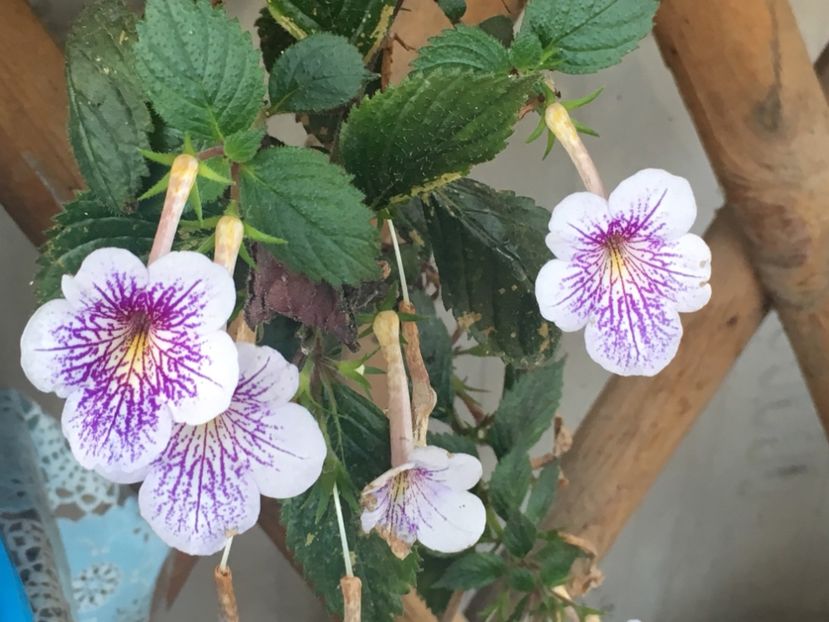 Ambroise V. - Achimenes 2018