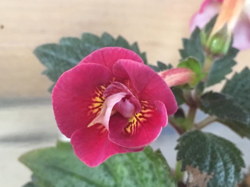 Serge's  Fantasy - Achimenes 2018