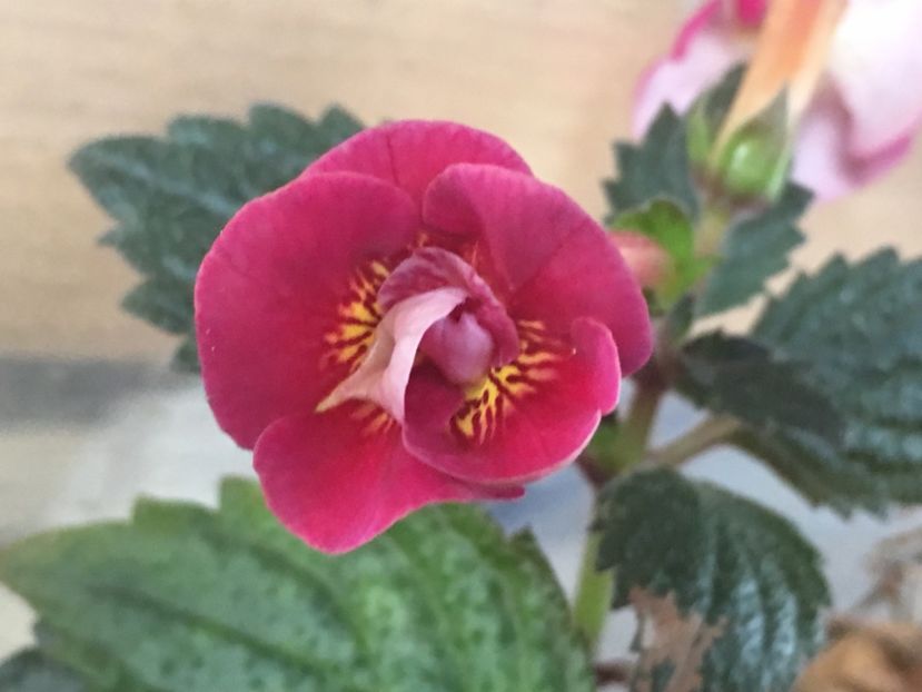 Serge's Fantasy - Achimenes 2018