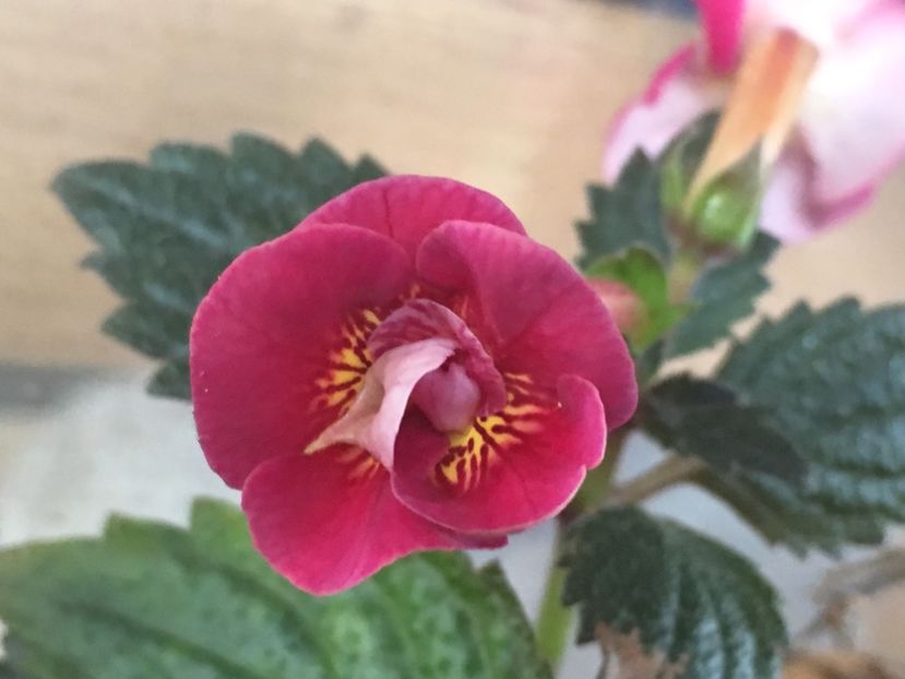 Serge's  Fantasy - Achimenes 2018