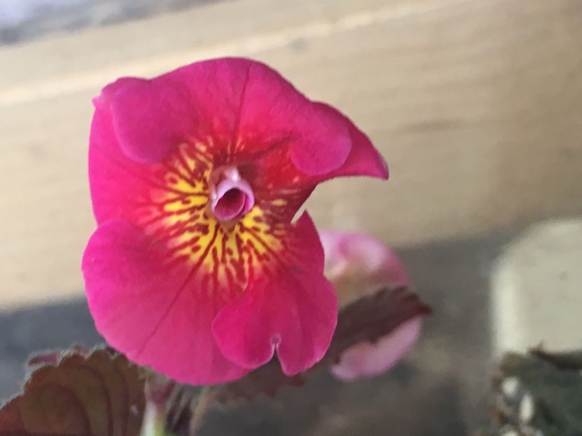 Serge’s Fantasy - Achimenes 2018