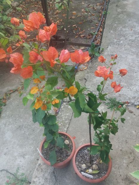 Si asa au inflorit la mine - A64 Bougainvillea
