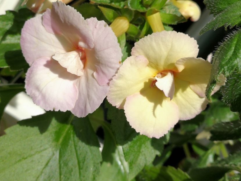  - Achimenes 2018