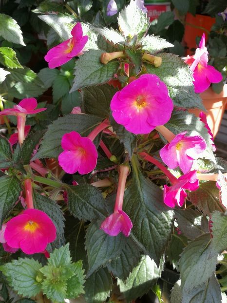  - Achimenes 2018