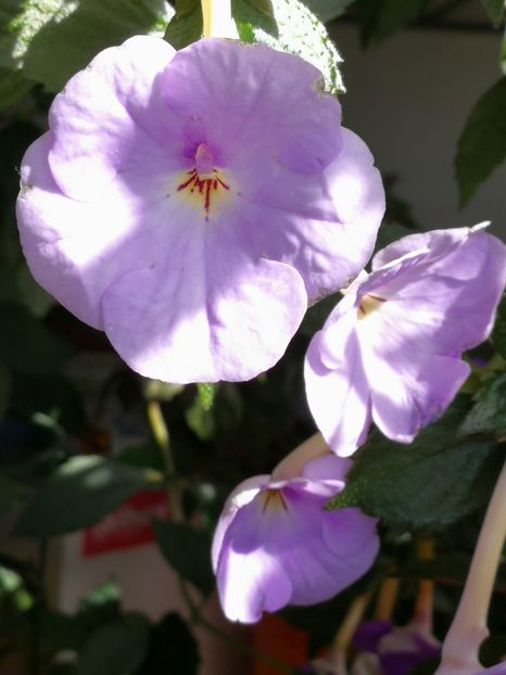  - Achimenes 2018