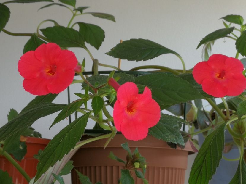  - Achimenes 2018