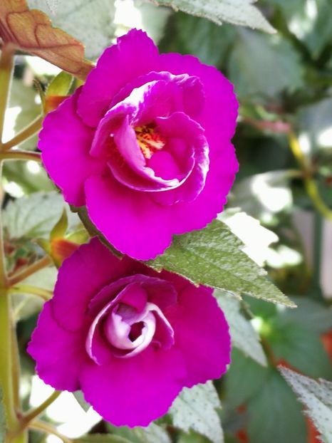 - Achimenes 2018
