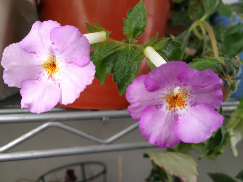  - Achimenes 2018