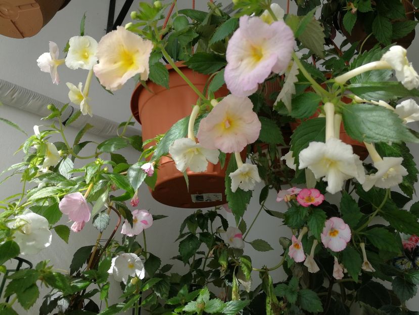  - Achimenes 2018