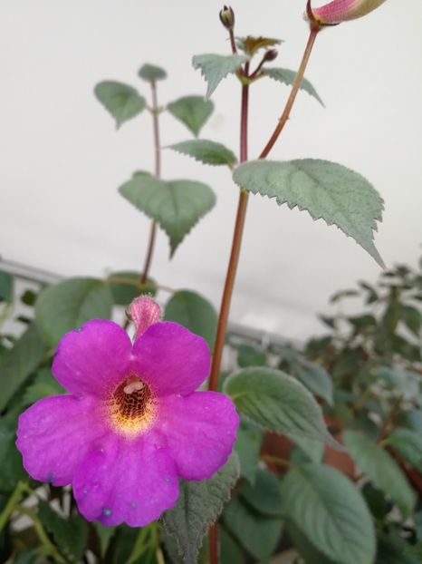  - Achimenes 2018