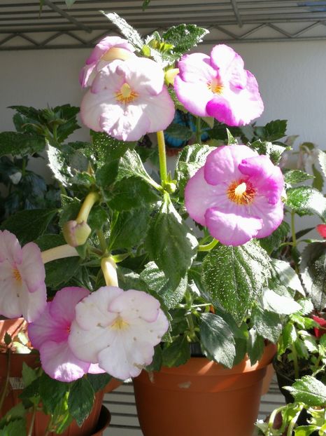  - Achimenes 2018