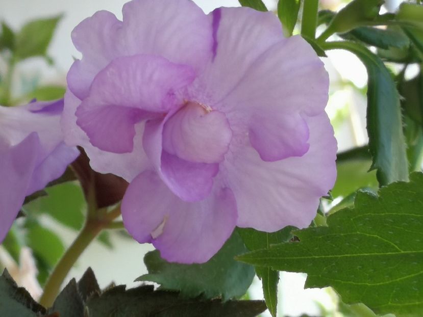  - Achimenes 2018