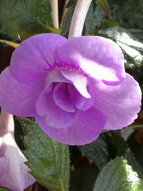  - Achimenes 2018