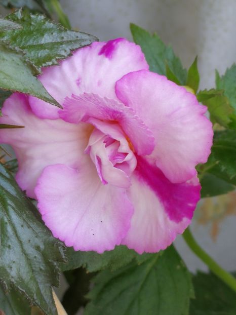  - Achimenes 2018