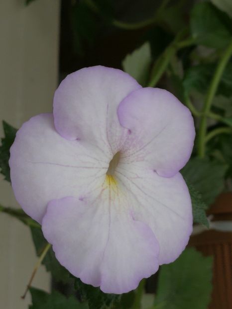  - Achimenes 2018