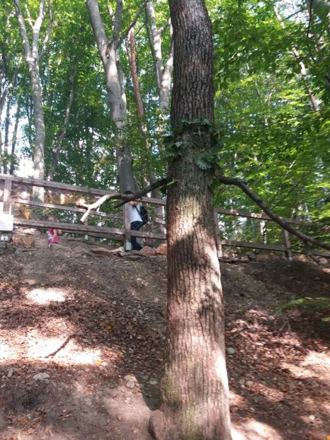  - Dino parc Râșnov