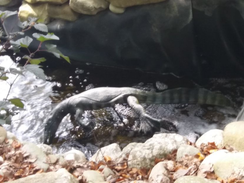  - Dino parc Râșnov
