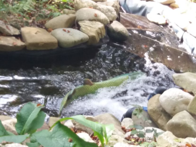  - Dino parc Râșnov