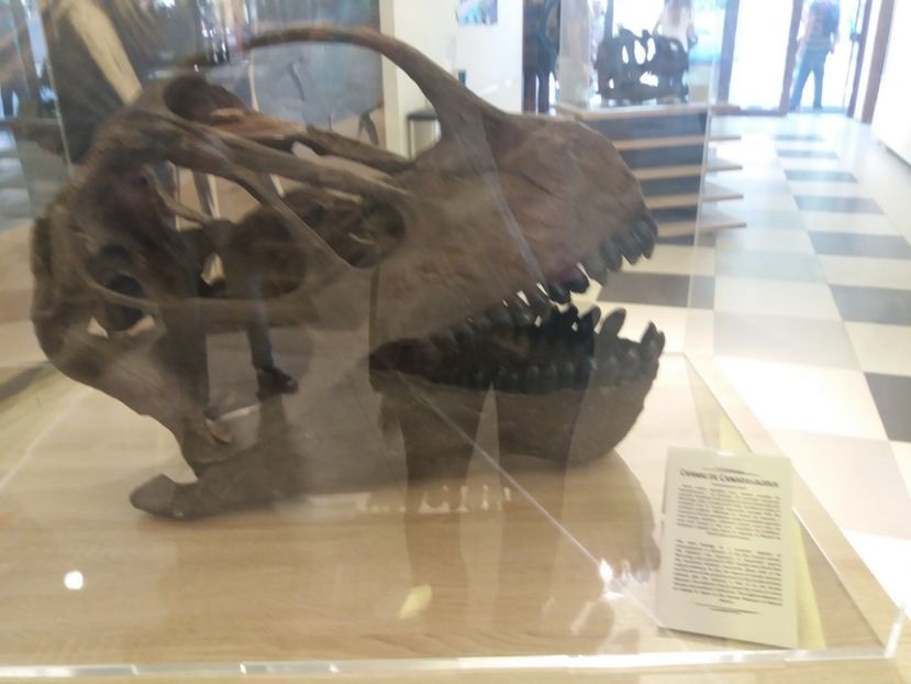  - Dino parc Râșnov