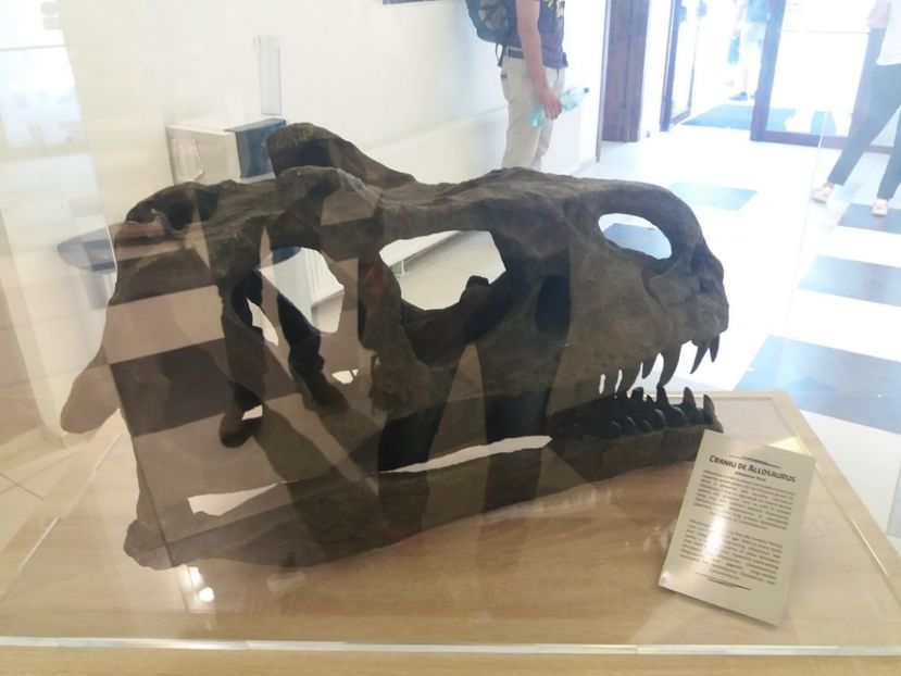  - Dino parc Râșnov