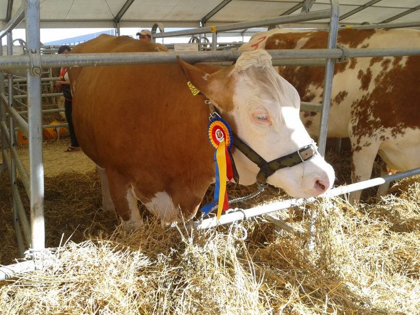 Fotografie0072 - 28---agromalim arad 2018