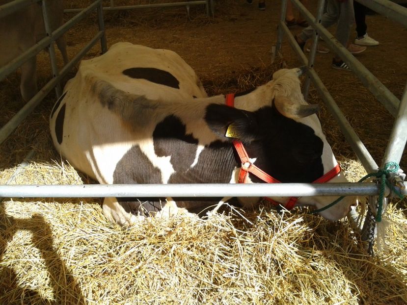 Fotografie0075 - 28---agromalim arad 2018