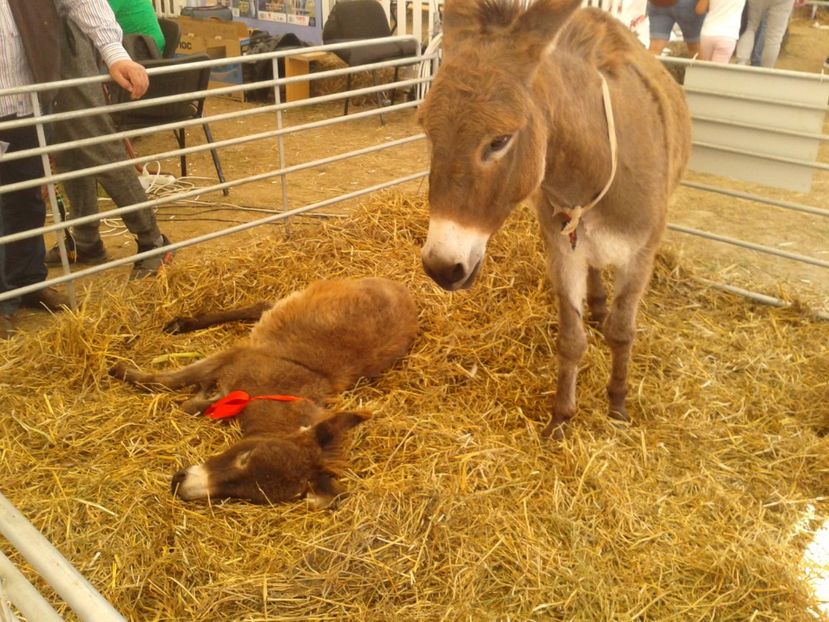 Fotografie0076 - 28---agromalim arad 2018