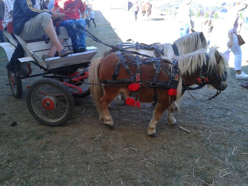 Fotografie0093 - 28---agromalim arad 2018