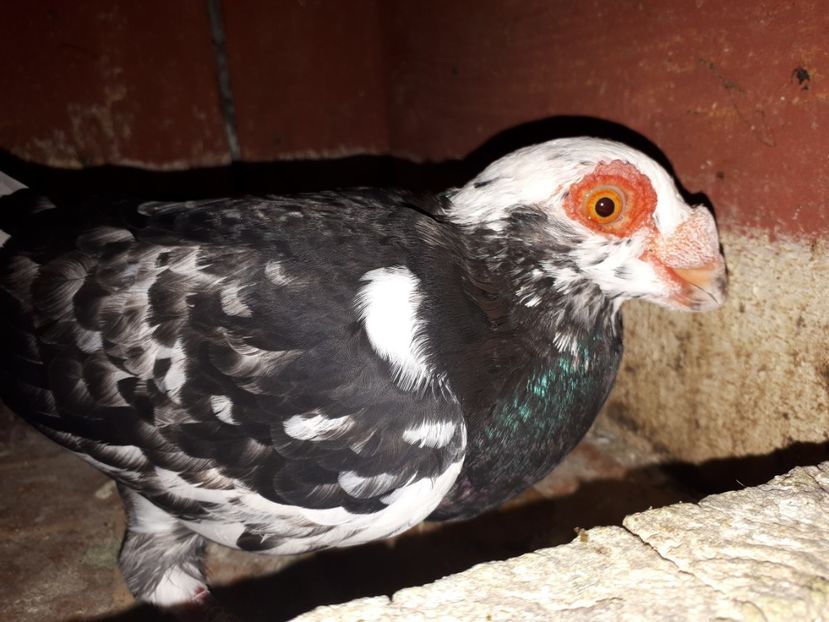 M - H3 _ tineret 2018