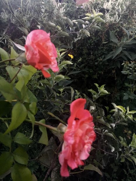 39A9E878-17A4-436E-8896-D2A9978E4C34 - Septembrie 2018