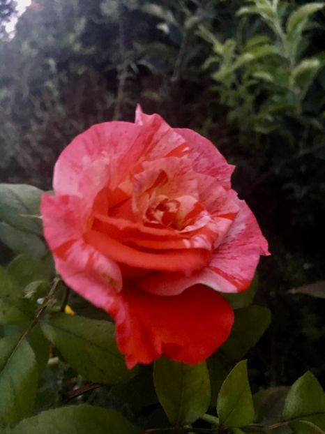 0F9ABDC5-10B8-4D25-AD6F-859107C88486 - Septembrie 2018