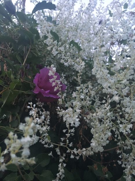 65707965-13E2-4F8B-B55B-D5D0F35D2D0E - Septembrie 2018